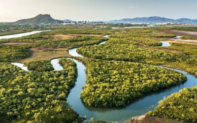 Labor’s environmental law overhaul: a little progress and a lot of compromise