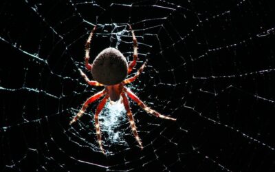 Spiders inspired biologists to create artificial webs to capture airborne DNA for biodiversity monitoring