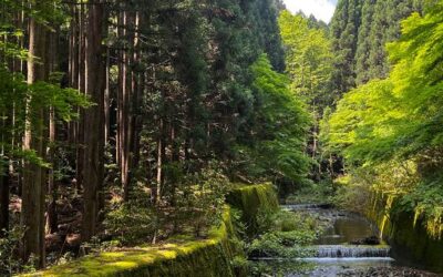 Decade of slowing deforestation offers hope for forests