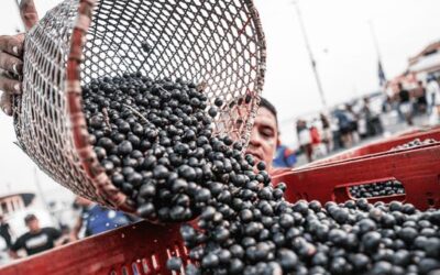 High stakes and high flavour: Indigenous chef brings Amazonian soul to COP30