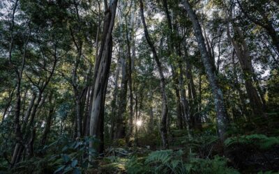 Where’s nature positive? Australia must ensure environment reforms work to restore what’s been lost