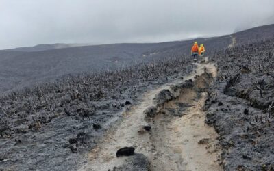 The fire is out, but Tongariro is now at risk of losing its unique biological legacy