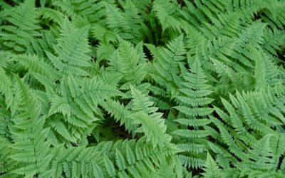 Fern stems reveal secrets of evolution – how constraints in development can lead to new forms
