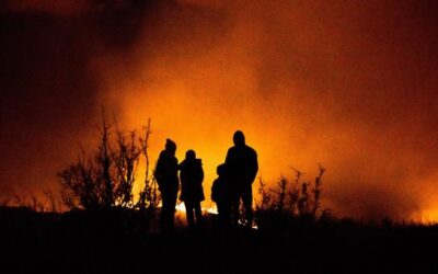 World’s forests at serious risk from warming planet, fires and pests