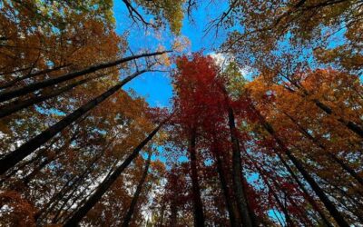 New Brazil-led fund aims to put forest protection at the heart of climate action