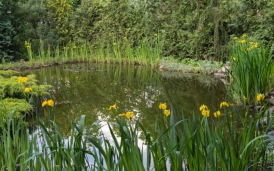 Britain’s ponds are disappearing – here’s why restoring them is vital for wildlife and climate resilience