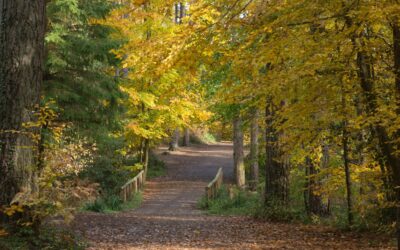 How to listen to a forest