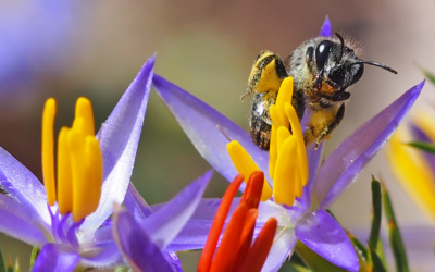 Native pollinators need more support than honeybees in Australia – here’s why