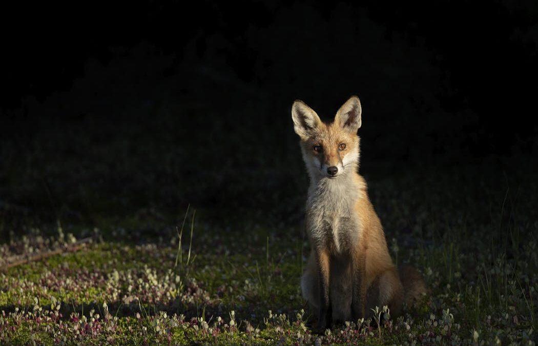 Yes, feral cats and foxes really have driven many Australian mammals to extinction
