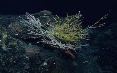 Game-changing international ocean treaty comes into force