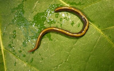 Dogs and cats carry invasive land flatworms from garden to garden