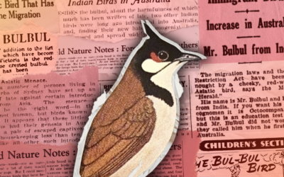 Can a bird be an illegal immigrant? How the White Australia era influenced attitudes to the bulbul
