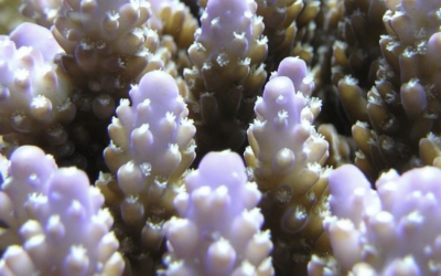 Lifting the lid on unknown coral microbiomes living in the Pacific ocean