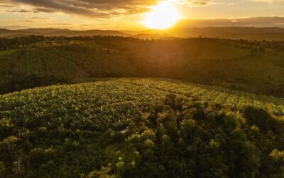 Welcome to the ‘agrihood’ – the neighbourhood of the future?