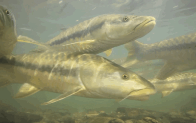 The world’s great fish migrations are collapsing – that’s a problem for millions of people
