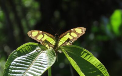 Insects in the tropics are already near their heat limits – climate change could push many beyond survival