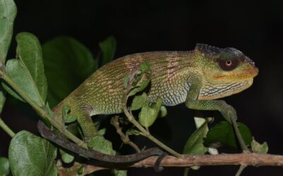 Mozambique ‘sky island’ expeditions found 4 new species of chameleon – already at risk from forest loss