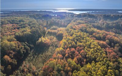 Don’t just plant trees, plant forests to restore biodiversity for the future