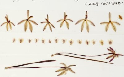 Preserved orchids show pollination has fallen 60% since the 1970s