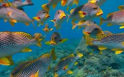 The cradle of Earth’s rich ocean life was a massive coral reef system 20 million years ago