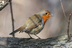 How does street lighting impact wildlife and when should we turn off the lights?