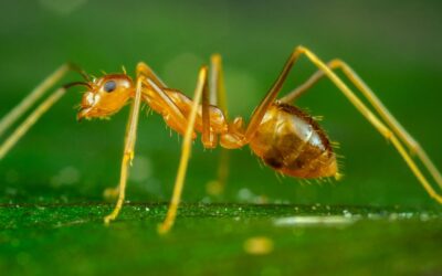 Biological invasions can cause severe animal suffering
