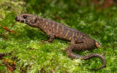 Why are there so many lizards in Australia? The ancient climate holds a clue