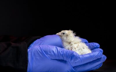 De-extinction company says it’s made an artificial egg – if true, it could help save living species