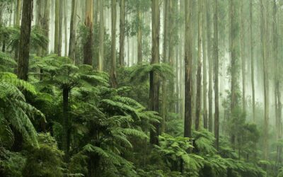 Australia’s old environment laws were a box-ticking exercise. Sadly, the new ones could be too