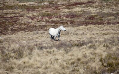 Feral horse numbers in Australia’s alps are on the rise again. It’s time to act