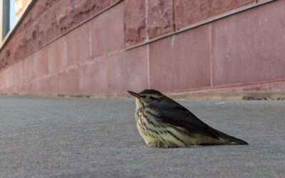 ‘Every Bird Counts:’ How city residents can help protect migratory birds