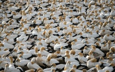 AI in nature conservation: powerful tool or dangerous shortcut?