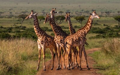 Hidden in plain sight: the race to discover new species before they’re gone