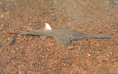 Climate change is causing fish to move to cooler water. But what if their escape route is blocked?