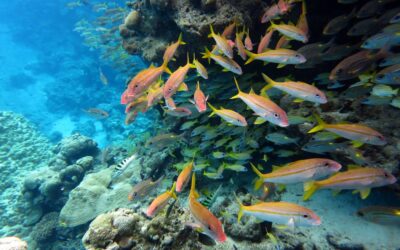 The world agreed to protect 30% of the ocean by 2030 – but marine protection can’t be judged by area alone