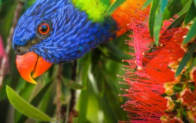 800 visits to a suburban park: inside an epic 40-year birdwatching quest