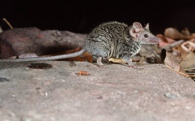 We checked 2000 museum specimens and discovered a tiny new ‘ferocious’ Australian mammal