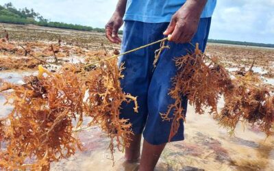 Why sustainable alternatives to plastic are struggling to compete