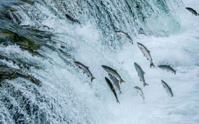 Canada’s infrastructure projects could damage Pacific salmon habitats