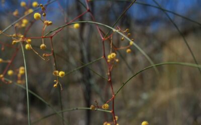 This rare Australian wattle is on the brink of extinction: new research