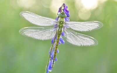 New research estimates around 20 million insect species on Earth — doubling those facing extinction