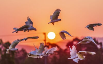 Powerless against bird flu? Not entirely. Here are 8 ways to help protect Australia’s birds and mammals