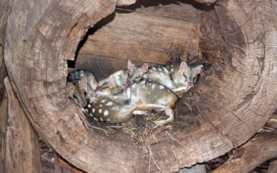 Why Australia should urgently vaccinate wildlife most at risk from H5N1 bird flu