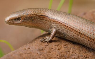 Australia’s lizards and snakes are in far more trouble than we thought. It’s time to act