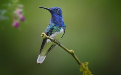 From Australia to the Andes, we’re discovering new biodiversity hotspots worldwide