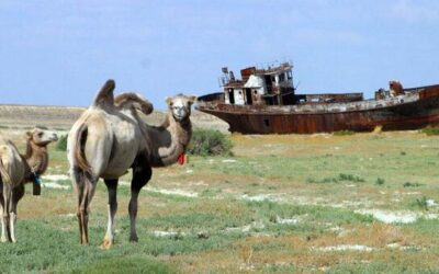 The grass beneath our feet: Why rangelands matter