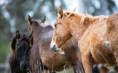 A court will decide the future of Yuraygir’s feral horses. That matters for native plants and animals