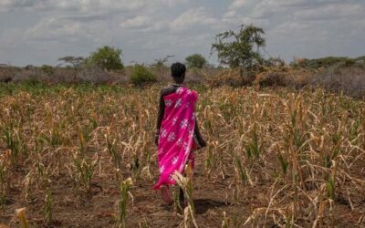 How El Niño offers a test of whether the world can adapt to a changing climate