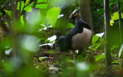 Birdsong tells only part of a forest’s story: Evolutionary trees reveals the rest