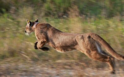 3 iconic animals show the value of the US Endangered Species Act – and the harm in stripping it away